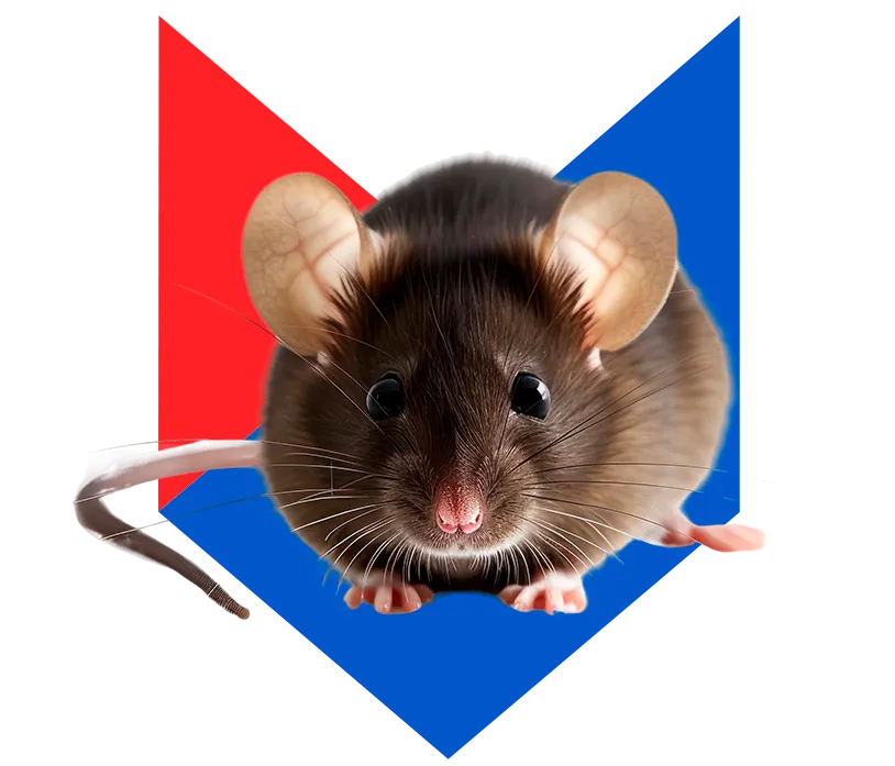Мышь Мышь